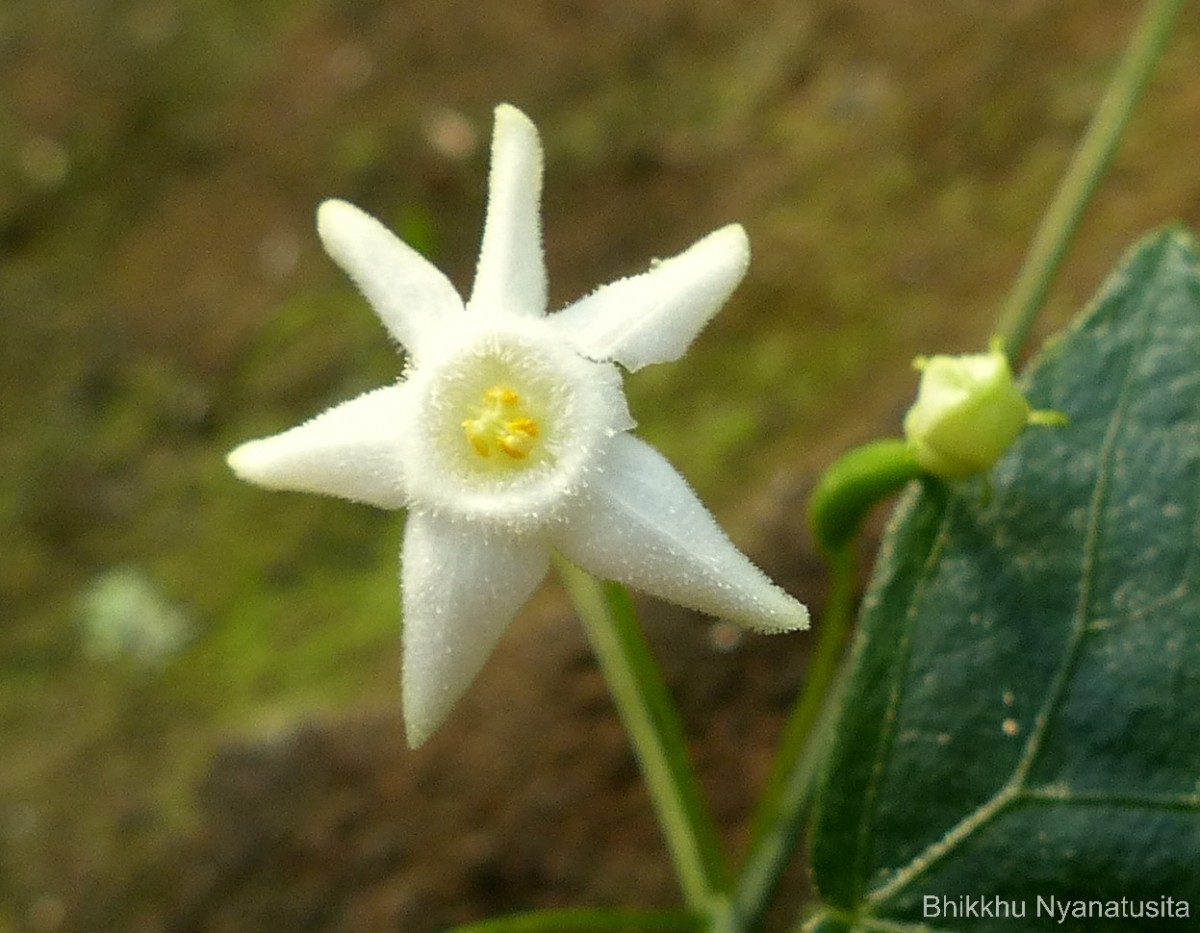 Zehneria thwaitesii (Schweinf.) C.Jeffrey